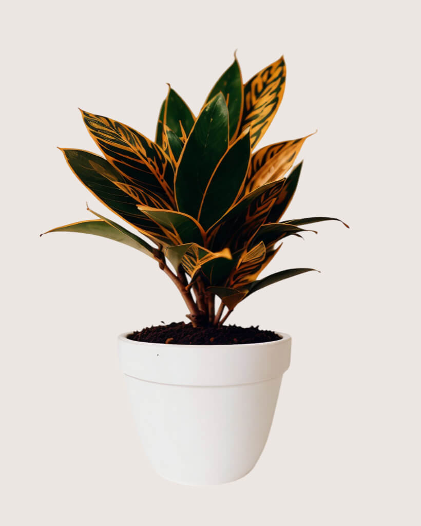 CrotonPetraHouseplant