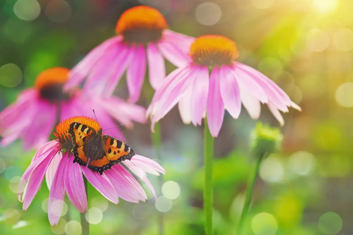 Top 3 Plants to Attract and Save the Majestic Butterflies