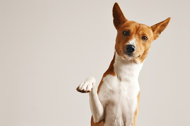 Quick and Safe Dog Nail Clipping Services in NYC