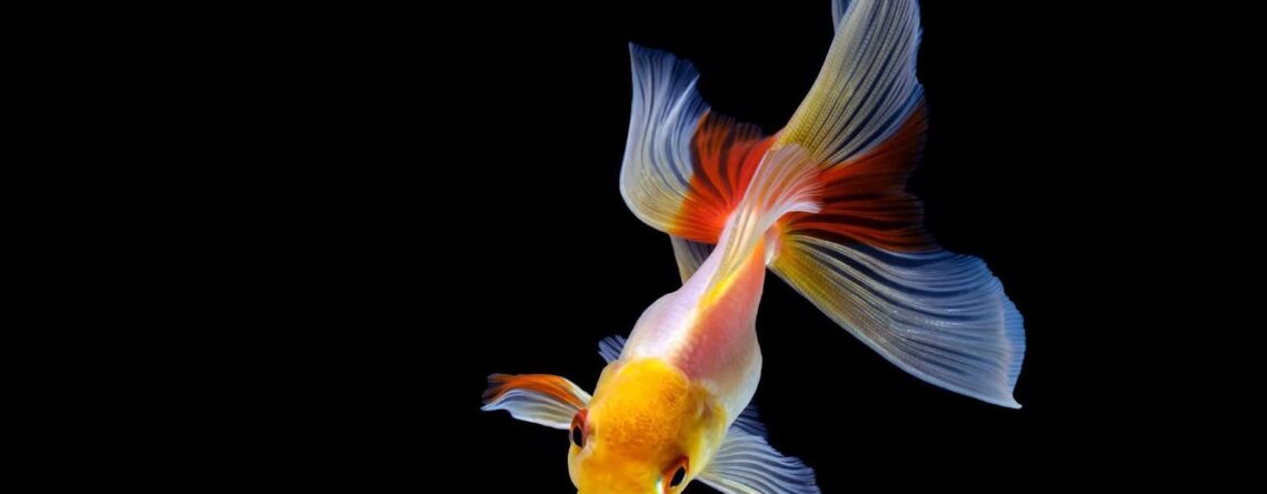 Butterfly Telescope Goldfish