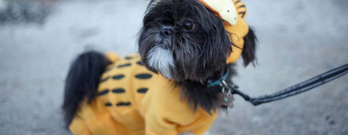 dog clothing for anxiety