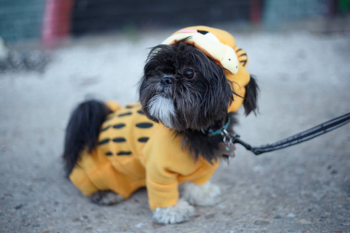 dog clothing for anxiety