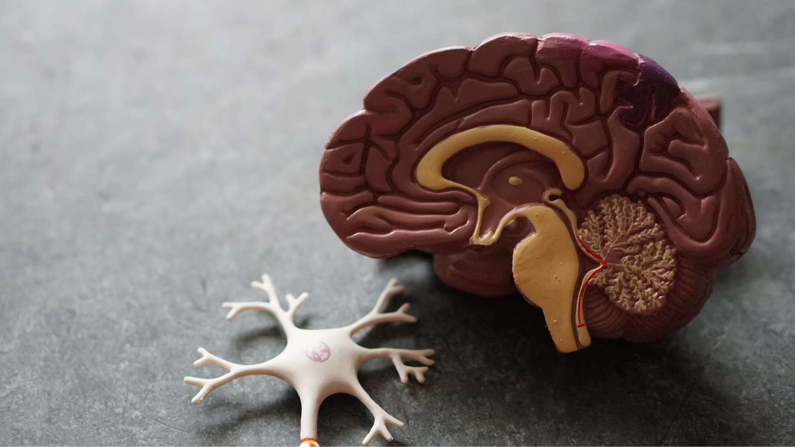 Traumatic brain injury recovery Toronto
