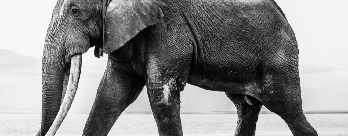 The Art of Safari Photography in Africa