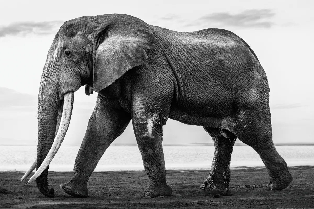 The Art of Safari Photography in Africa