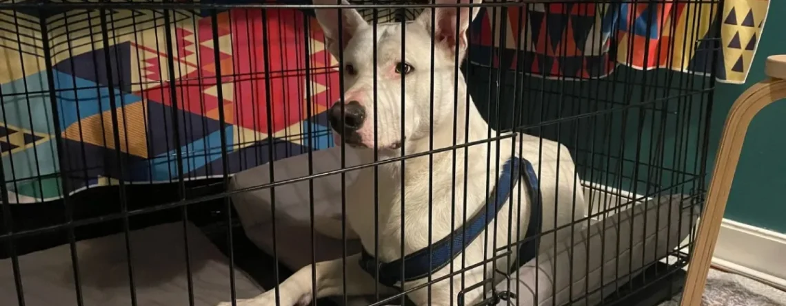 Keep Dogs Off Furniture: Effective Solutions for a Clean and Comfortable Home