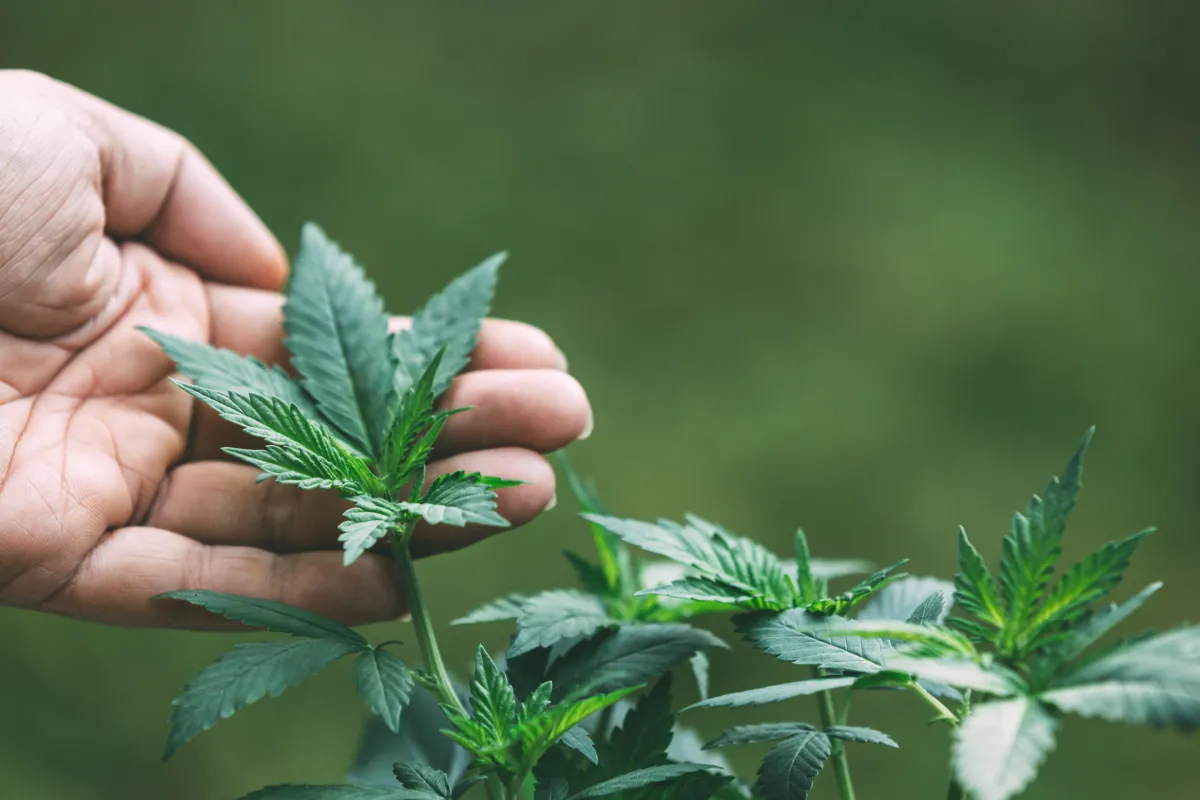 What Happens Inside a Cannabis Dispensary in Orlando for First-Time Visitors